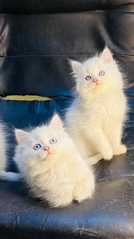 persian cats and kittens for sale wtsapp (0307/710/92/69) 15