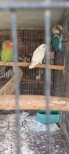 Albino,blue fishri and green love bird