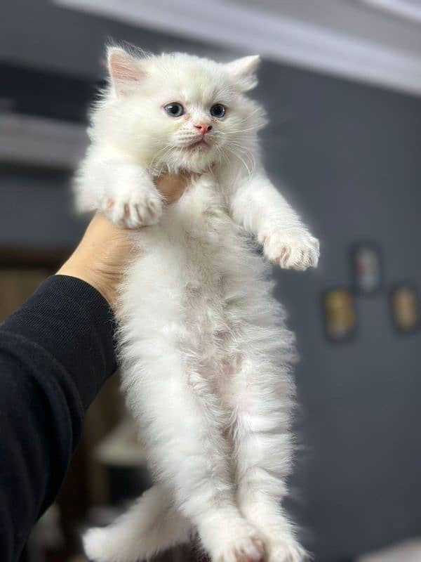 persian cats and kittens for sale wtsapp (0307/710/92/69) 1