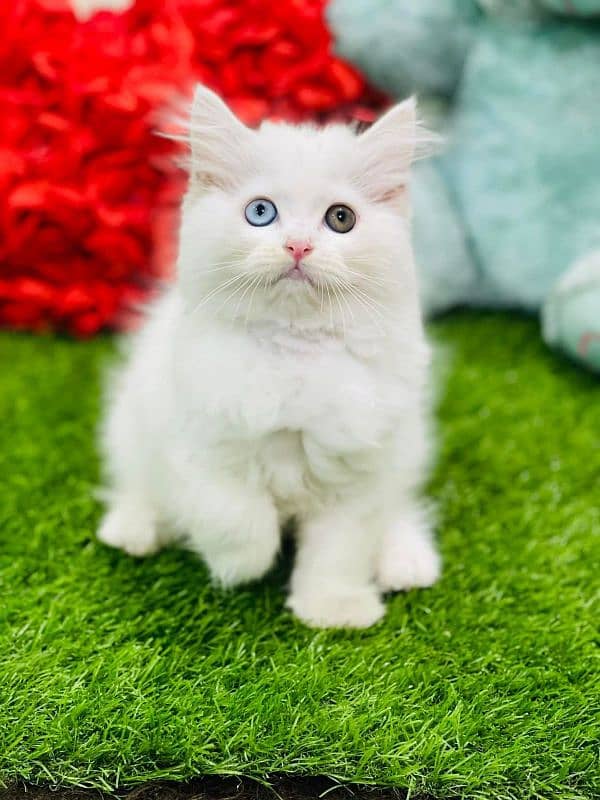 persian cats and kittens for sale wtsapp (0307/710/92/69) 6