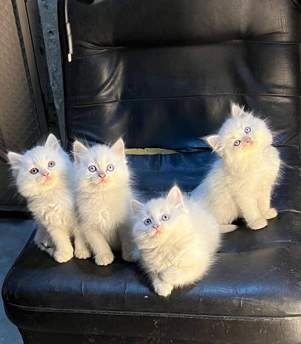 persian cats and kittens for sale wtsapp (0307/710/92/69) 10