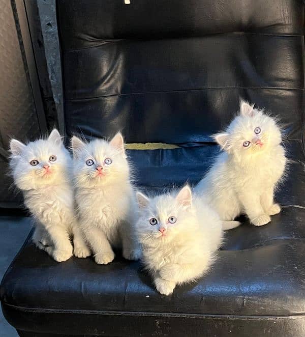 persian cats and kittens for sale wtsapp (0307/710/92/69) 14