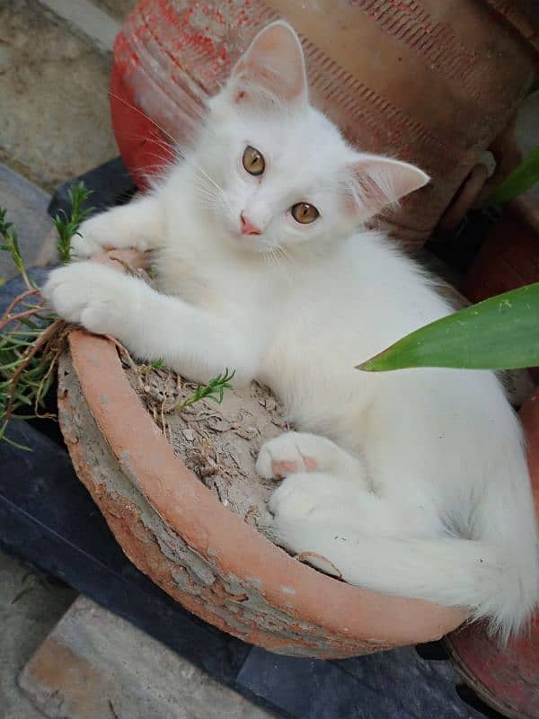 persian cats and kittens for sale wtsapp (0307/710/92/69) 15