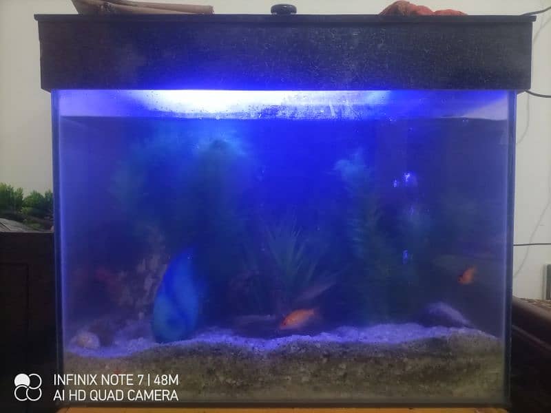 Fish Aquarium with 8 fishes 1