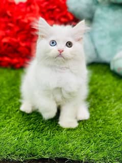 persian cats and kittens for sale wtsapp (0307/710/92/69)