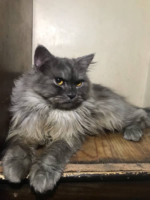 grey male available in 7k 0