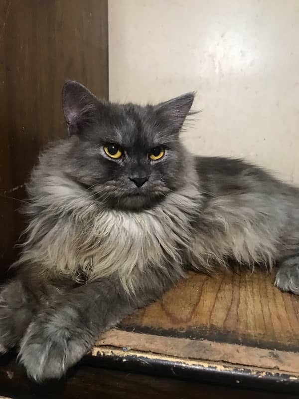 grey male available in 7k 1