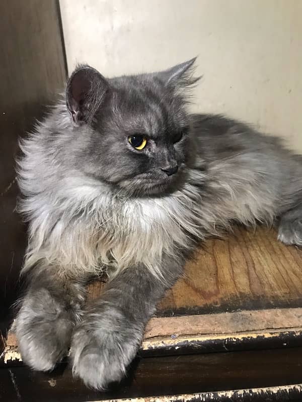 grey male available in 7k 2