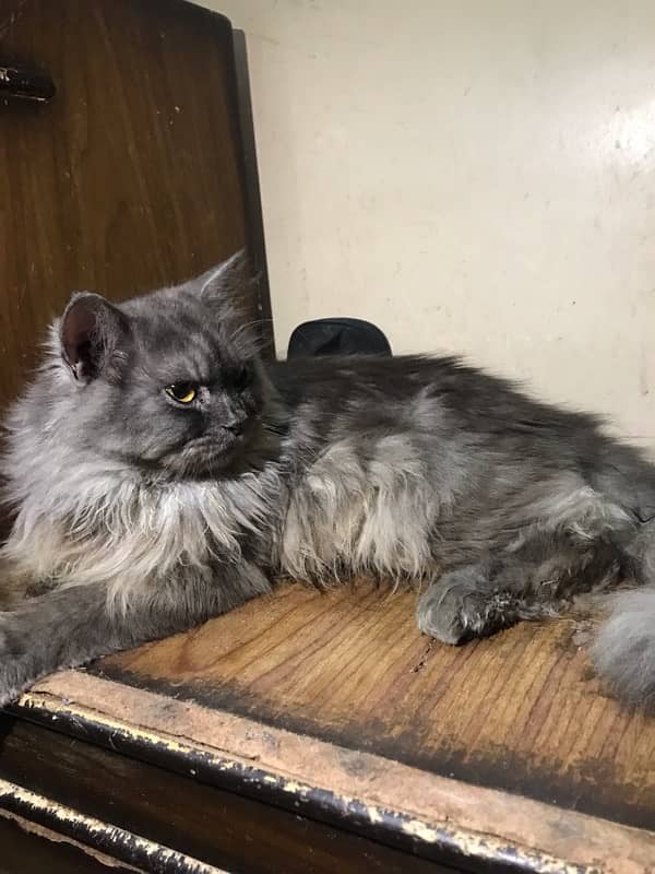 grey male available in 7k 3