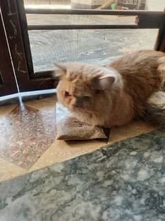 Pure Persian Triple coat Adult Male urgent sale