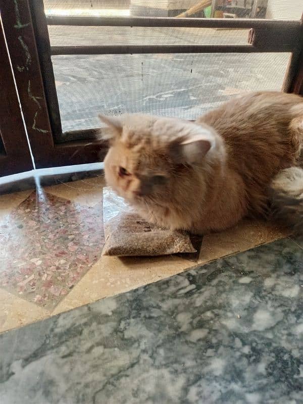 Pure Persian Triple coat Adult Male urgent sale 0