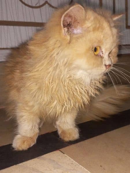 Ginger colored Persian cat 0