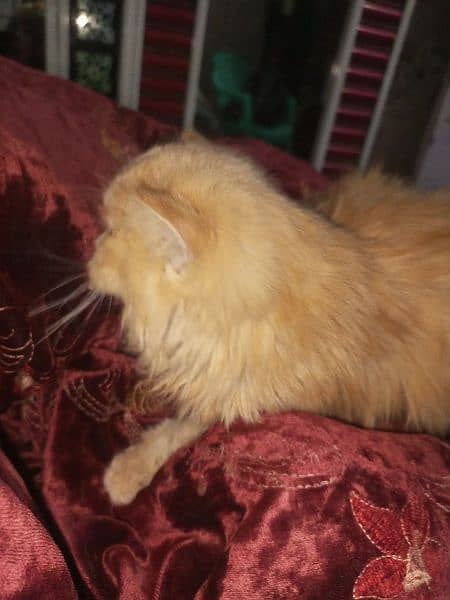 Ginger colored Persian cat 1