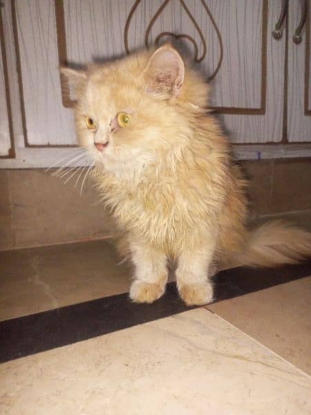 Ginger colored Persian cat 2