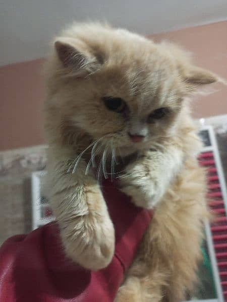 Ginger colored Persian cat 3