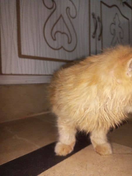 Ginger colored Persian cat 4