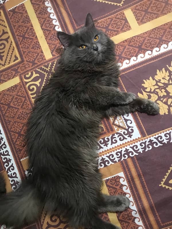 9 months old persian male available 0