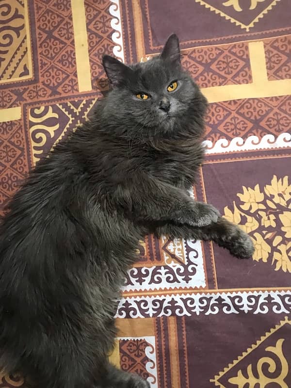 9 months old persian male available 1