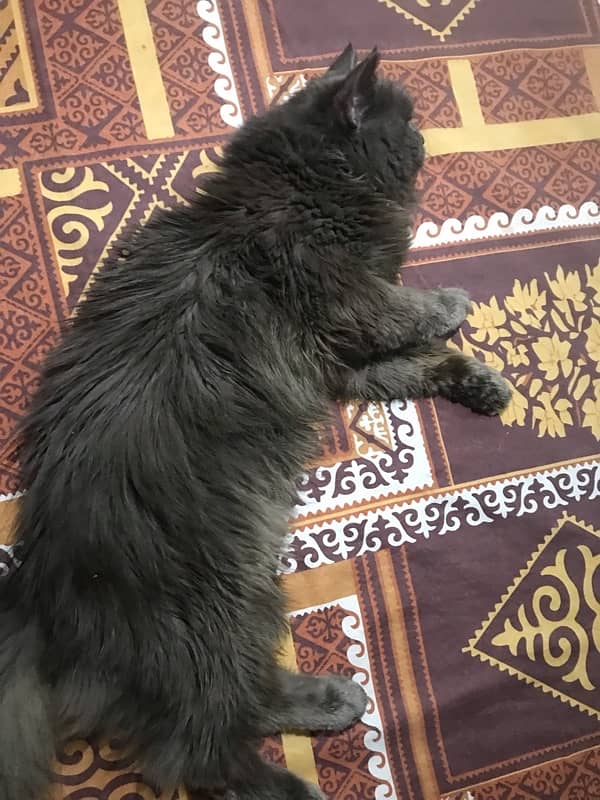 9 months old persian male available 2