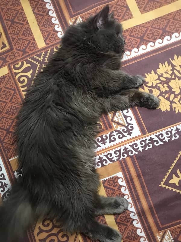 9 months old persian male available 3