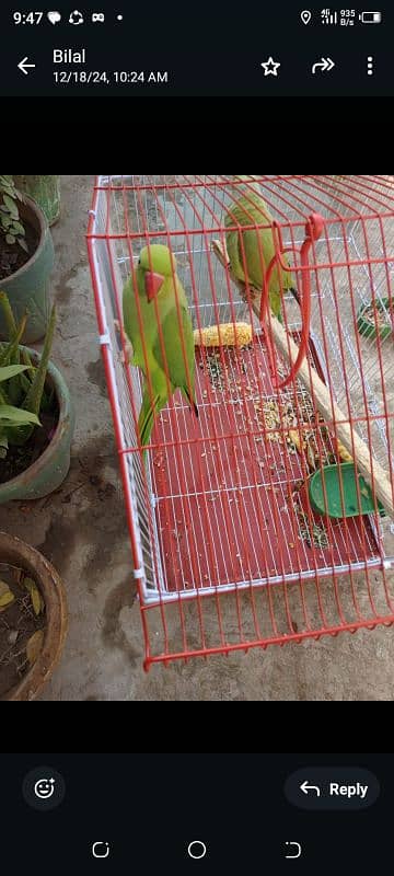 green parrot for sale 0