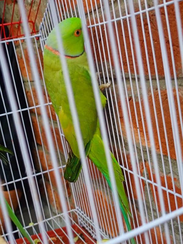 green parrot for sale 5