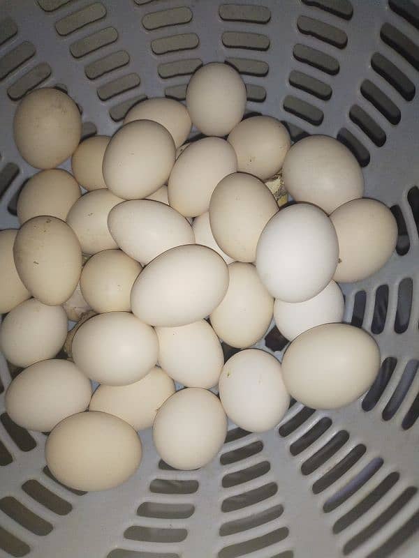 Desi Aseel mix Organic & Fertile Egg's 0