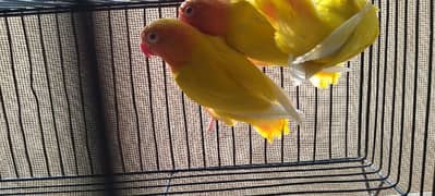 lotino personata red eyes pair ready to breed age 12 months