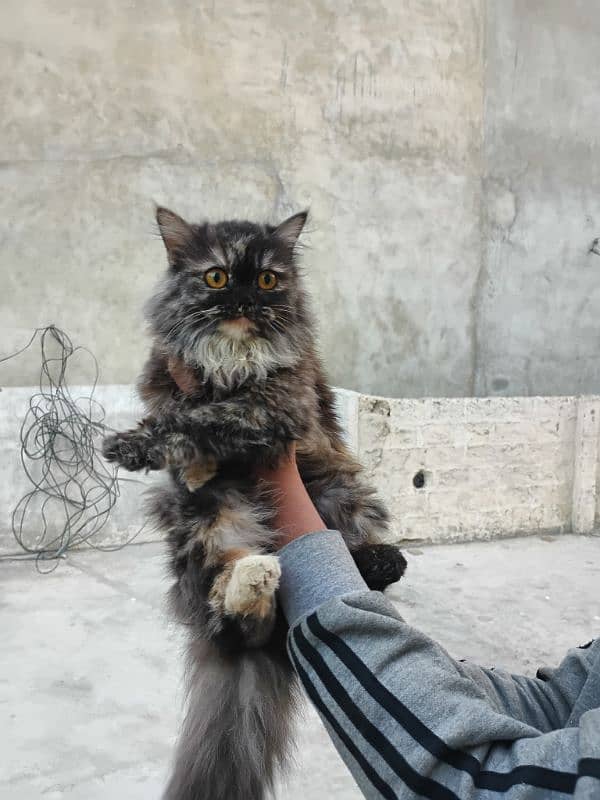 Healthy Persian Cats for Sale 1