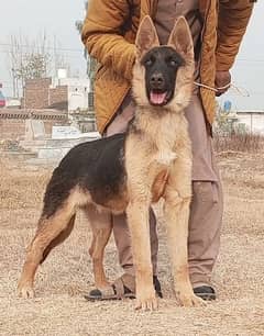 Belgium Shepherd full secretary dog age 4 month for sale available