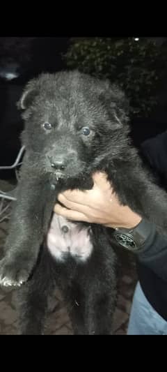 non pedigree black long coat male