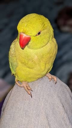 Green Ringneck