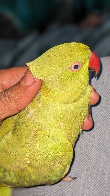 Green Ringneck 3