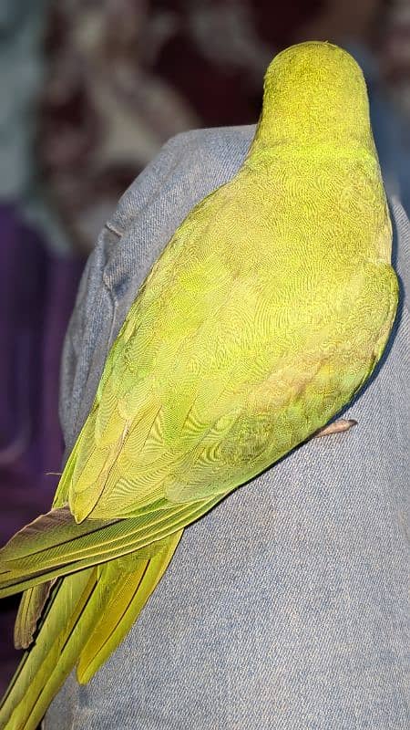 Green Ringneck 4