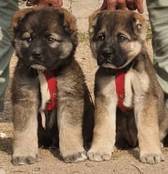 turkish kangal