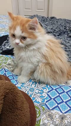 Persian kitten