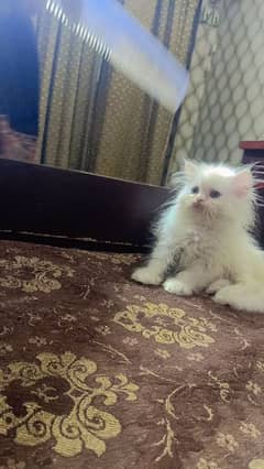 Persian Cat / White Persian Kitten / kitten