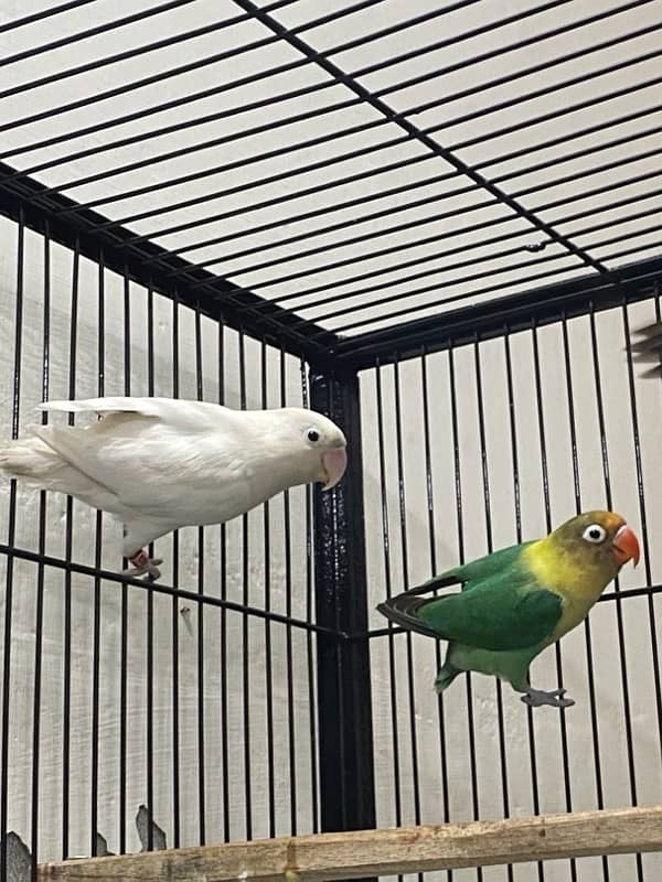 Full setup of lovebirds breeder pair 8