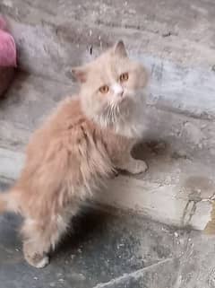 Persian cat