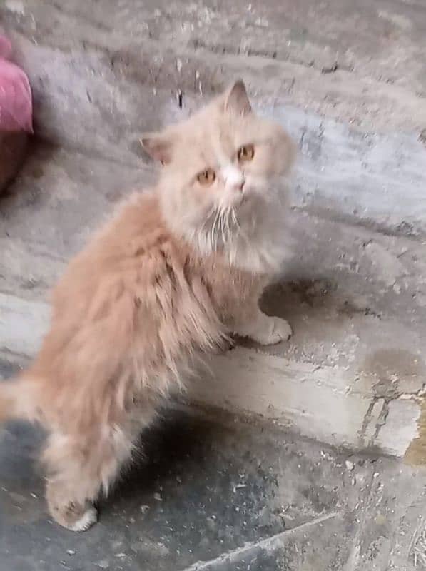 Persian cat 0