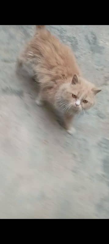 Persian cat 1