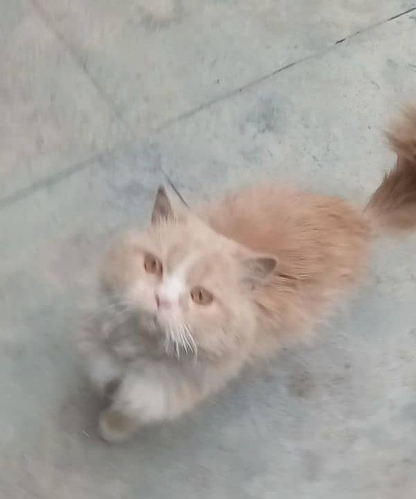 Persian cat 2