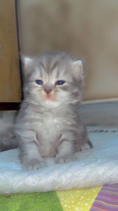 persian  triple coat kitten with punch face 0