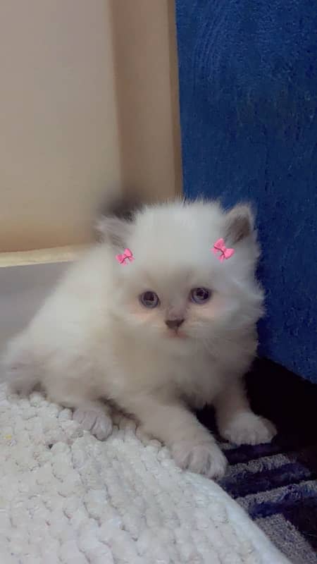 persian  triple coat kitten with punch face 1