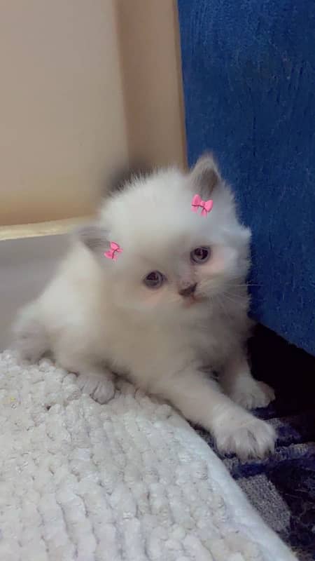 persian  triple coat kitten with punch face 2