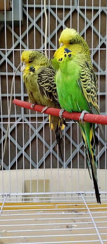 King size Exhibition breeder pair 4