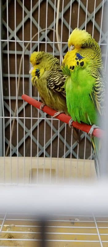 King size Exhibition breeder pair 5