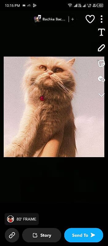 cat for sale Persian cat  price will lil discounted near to peki face 3