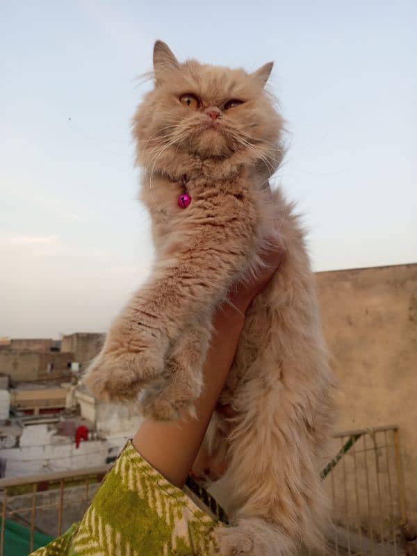 cat for sale Persian cat  price will lil discounted near to peki face 4