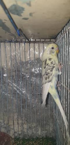 Piad breedr Female And Yellow Female